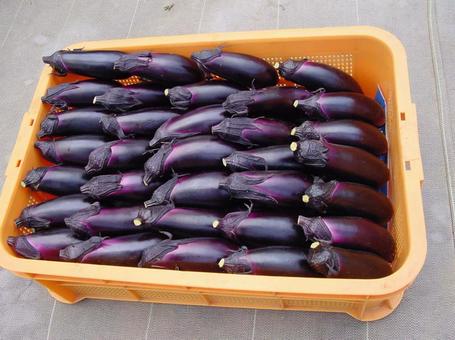 日本の茄子 ナスビ とれたて 産直 農家 日本の茄子 ナスビ とれたて 産直 農家の写真