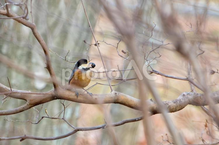 木の実をくわえたヤマガラ ヤマガラ,野鳥,木の実の写真素材
