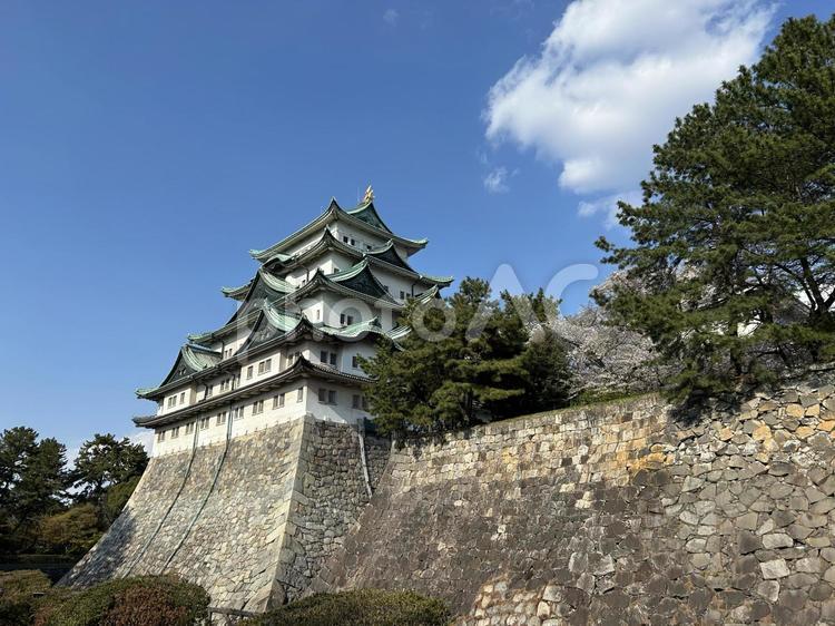 名古屋城 名古屋城,城,金鯱の写真素材