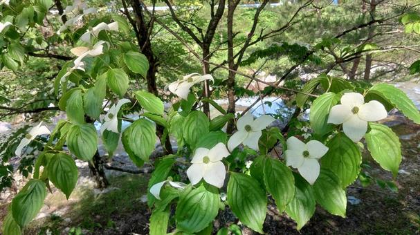 ヤマボウシの写真