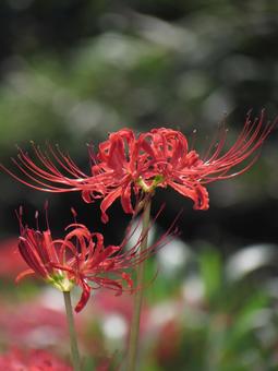 ヒガンバナh ヒガンバナh ヒガンバナ,曼珠沙華,赤い花の写真素材