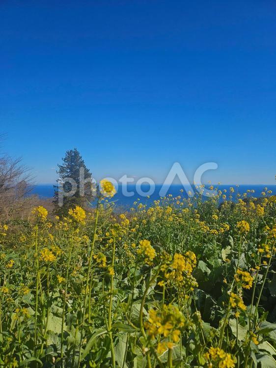 菜の花と海と空 菜の花,花畑,海の写真素材