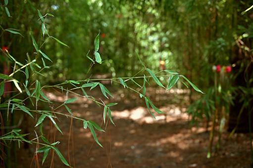 竹林の中の緑の中で笹の葉が立つ 竹林,笹,華やかの写真素材