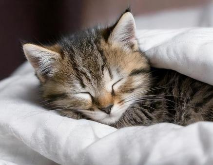 眠る子猫 眠る子猫の写真