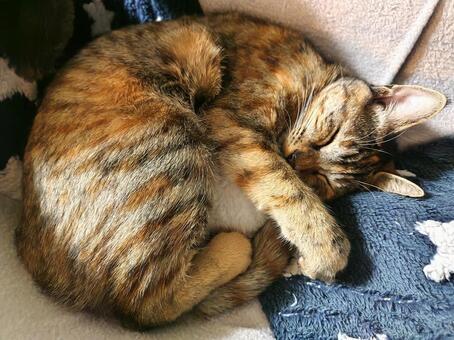 丸くなって寝ている猫 猫,動物,アンモニャイトの写真素材