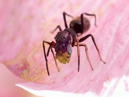 アリグモ アリグモ アリグモ,花,フラワーの写真素材