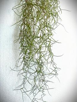チランジア(エアプランツ)31 チランジア(エアプランツ)31 チランジア,エアプランツ,ティランジアの写真素材
