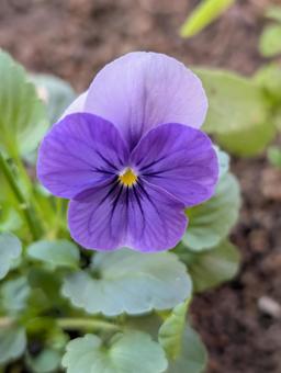 ビオラの花 9 ビオラ,紫,花の写真素材