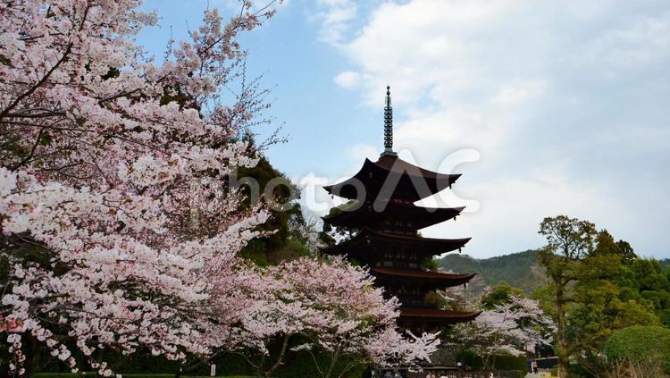 瑠璃光寺五重塔　桜 瑠璃光寺五重塔,五重塔,瑠璃光寺の写真素材