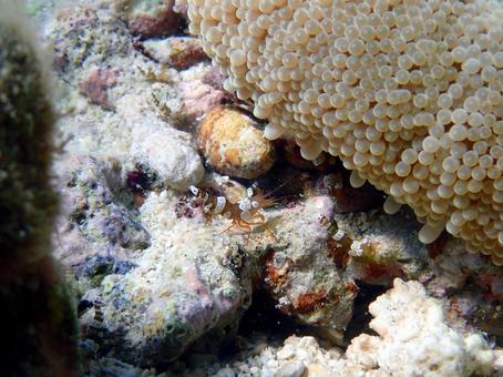 イソギンチャクモエビ イソギンチャクモエビ 魚,海,沖縄の写真素材
