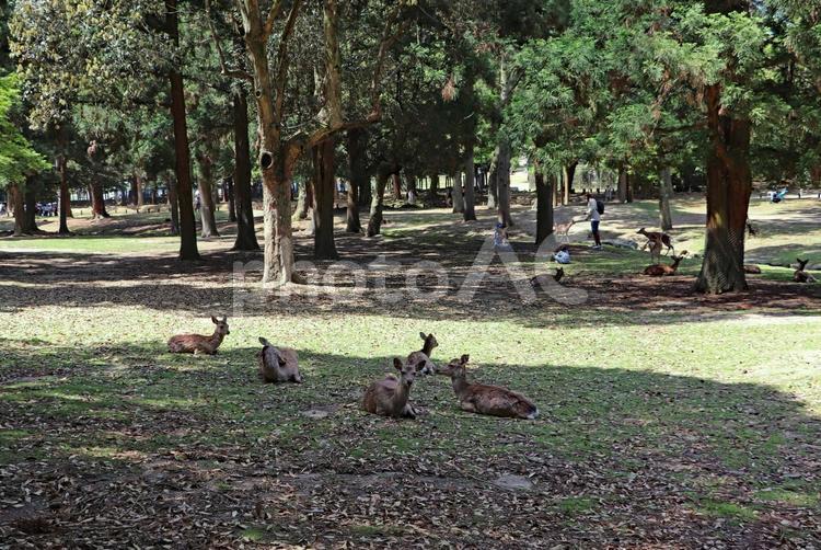 林で見つけた野生の鹿 鹿,野生,奈良公園の写真素材