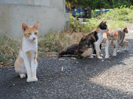 海辺でのんびり過ごす野良猫 海辺でのんびり過ごす野良猫の写真