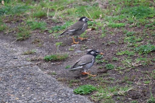 草と土の地面を歩くムクドリの写真