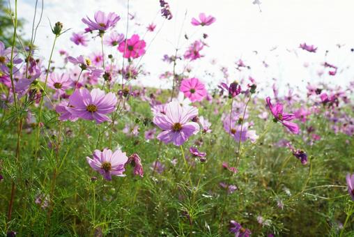 コスモスの写真