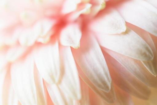 ガーベラ　花びら　クローズアップの写真