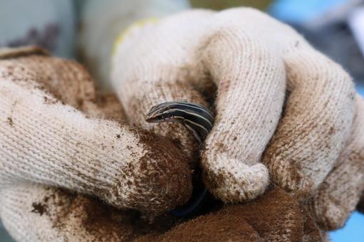 トカゲ トカゲ,蜥蜴,キレイの写真素材