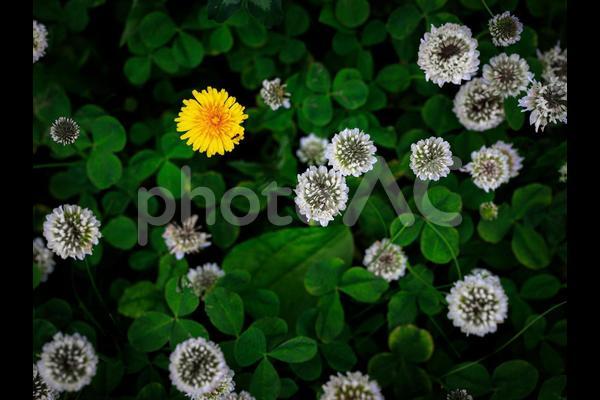 植物画たんぽぽ＊シロツメクサ＊アカツメクサ （20200511