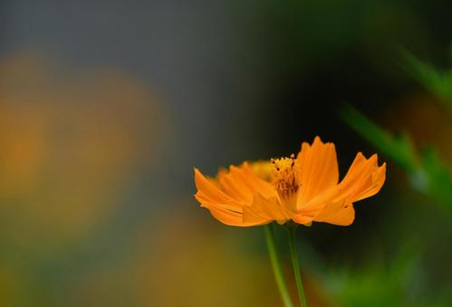 鮮やかに咲くコスモスの花 鮮やかに咲くコスモスの花の写真