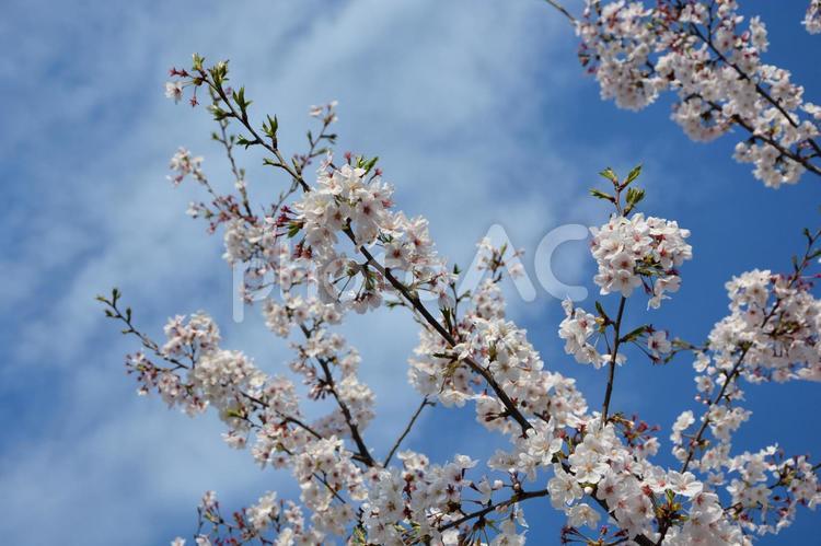 ４月の皇居散歩。 春,桜,散歩の写真素材