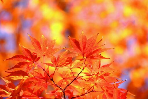 Burning autumn, JPG Burning autumn, autumn leaves, yellow leaves, red, JPG