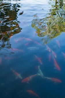 杭州・西湖 花港観魚の錦鯉 西湖,花港観魚,杭州の写真素材