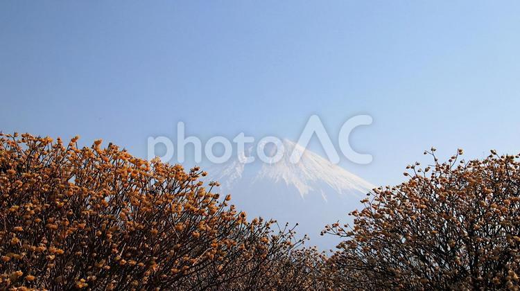 白糸自然公園のミツマタの花と富士山 ミツマタ,花,富士山の写真素材