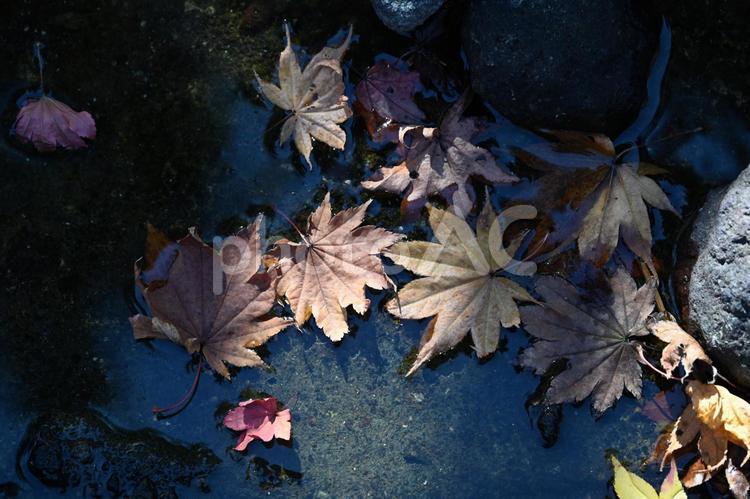 水に浮かぶ落ち葉：紅葉・枯れ葉・秋のイメージ：背景素材テクスチャ 落ち葉,紅葉,枯れ葉の写真素材