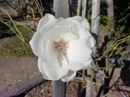 秋の白い薔薇の花 植物,花,バラ科の写真素材