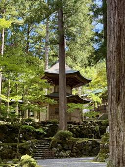 2025年夏の永平寺 2025年夏の永平寺 木陰,参道,永平寺の写真素材