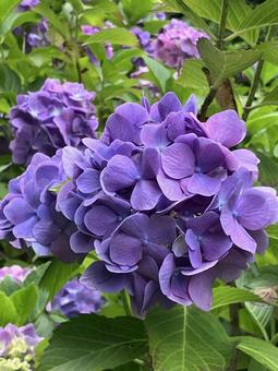 あじさい あじさい アジサイ,紫陽花,あじさいの写真素材