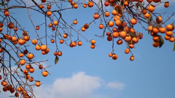 たくさん実った柿の木 柿,柿の木,果物の写真素材