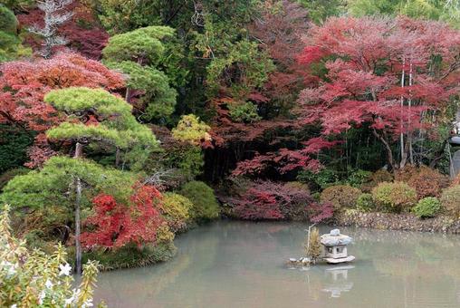 紅葉 秋 紅葉 秋の写真