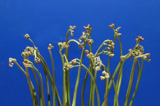 わらび わらび 植物,野草,山菜の写真素材