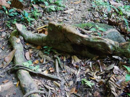 Photo, root of a tree, hiking, mountain path, 