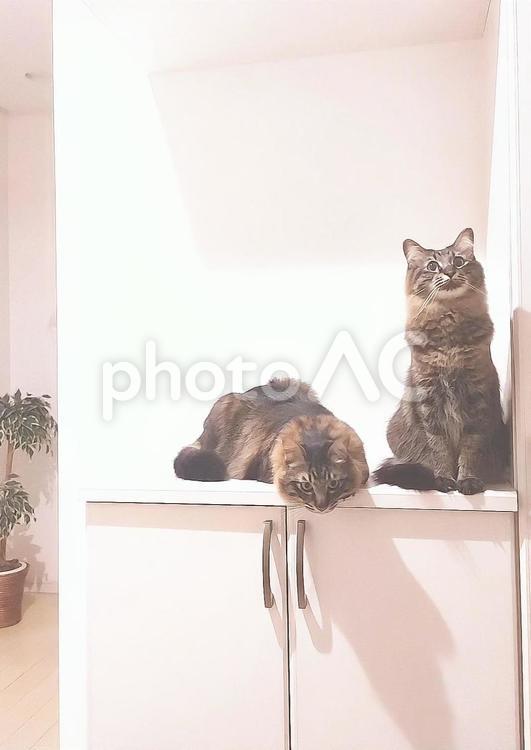 きょうだい猫 ねこ,玄関,下駄箱の写真素材
