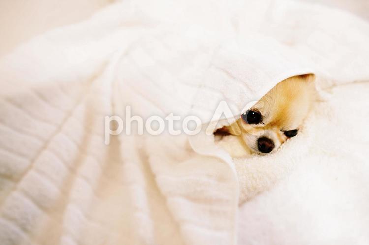 お昼寝、顔だけ出しているチワワ チワワ,犬,ペットの写真素材