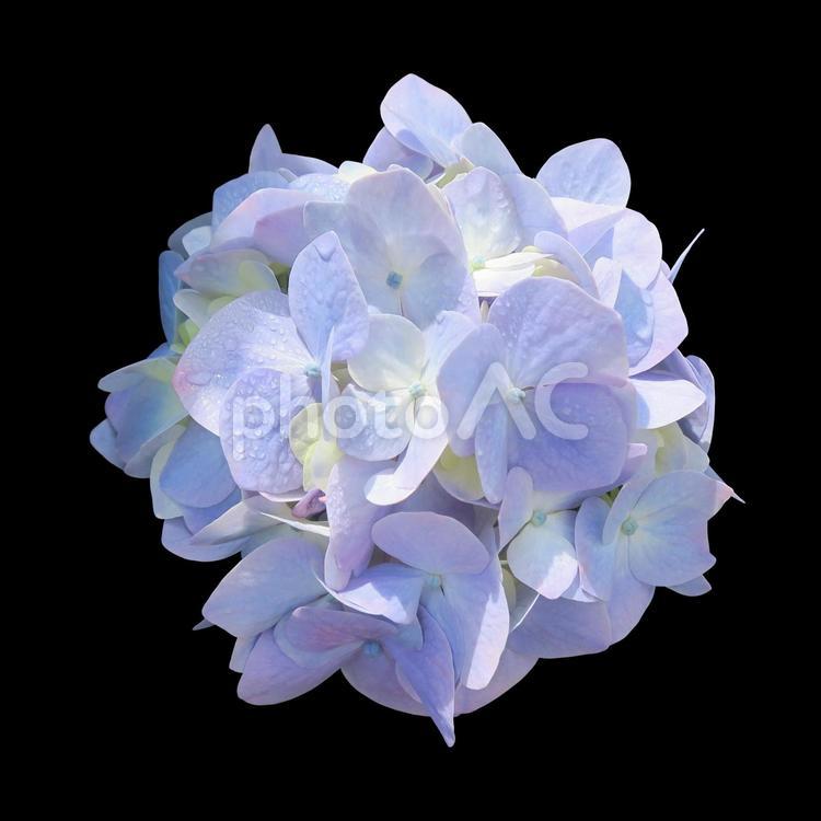 紫陽花（切り抜き・PSD） 紫陽花,花,切り抜きの写真素材