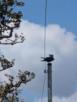 電柱にとまるカラス 電柱にとまるカラス カラス,野鳥,バードウォッチングの写真素材