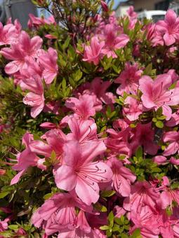 Azalea flower, JPG Azalea flower, JPG