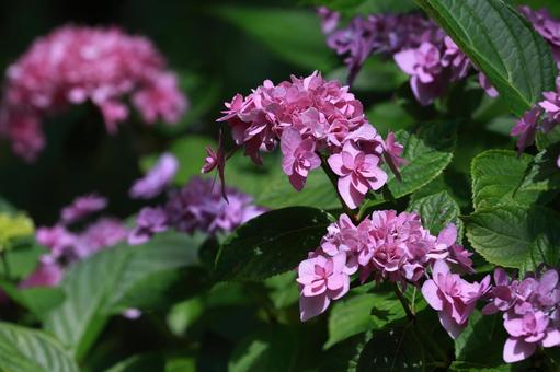 ガクアジサイ ガクアジサイ,紫陽花,装飾花の写真素材