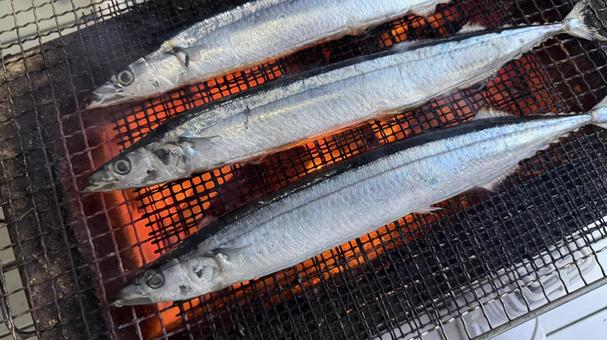 秋刀魚(さんま)を炭火で網焼き 秋刀魚(さんま)を炭火で網焼き さんま,サンマ,秋刀魚の写真素材