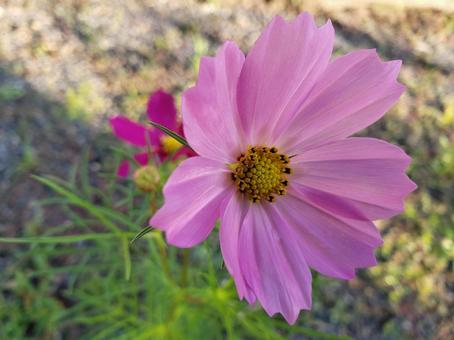 コスモス コスモス コスモス,ピンク,秋の写真素材