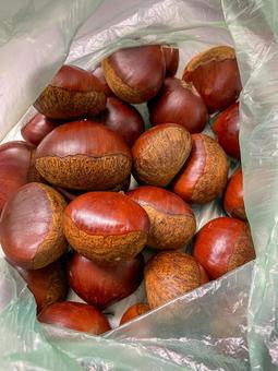 大きな粒もある栗たち 栗,マロン,くりの写真素材