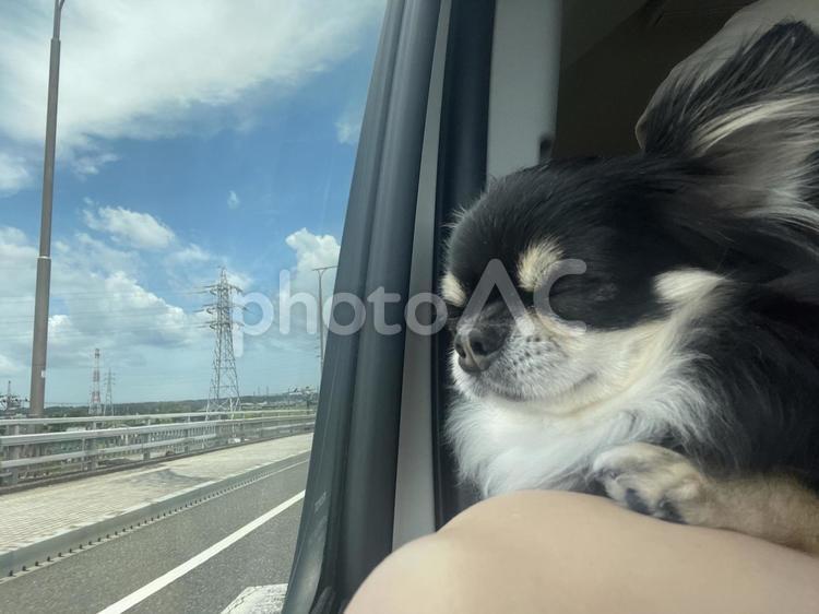 黒チワワが車窓から、天気が良くてぽかぽか 犬,チワワ,ちわわの写真素材