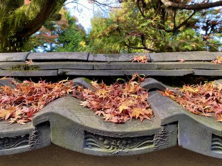 瓦の上のもみじ 京都,もみじ,紅葉の写真素材