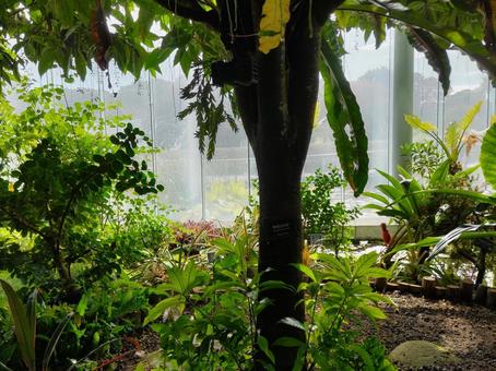温室植物 温室植物 温室,植物,樹木の写真素材