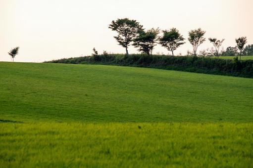 緑の絨毯、夕暮れの牧草地 緑の絨毯、夕暮れの牧草地 牧草地,丘の斜面,森と草原の写真素材