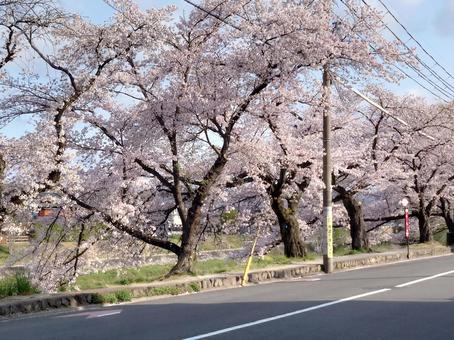 桜と道路とバス停の写真