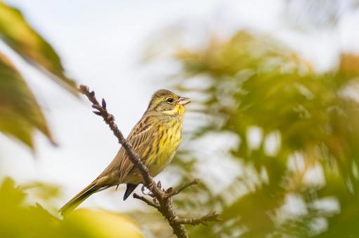アオジ(29) 野鳥,アオジ,鳥類の写真素材