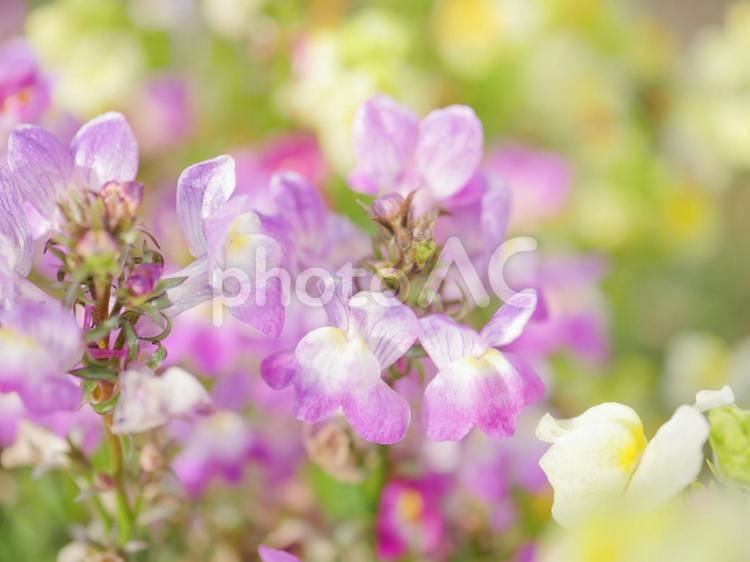 ヒメキンギョソウ3 ヒメキンギョソウ,リナリア,花の写真素材